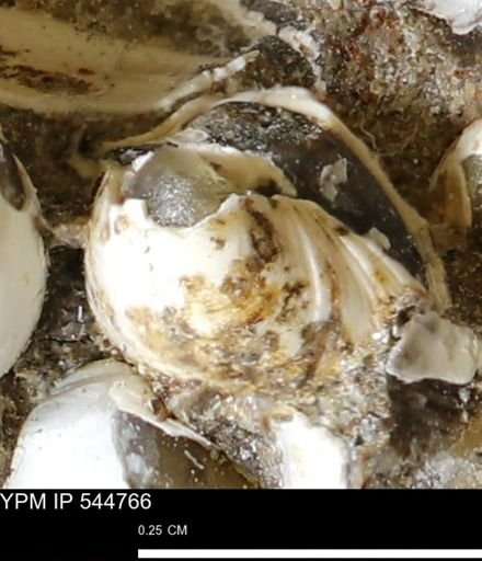 Corbulamella gregaria