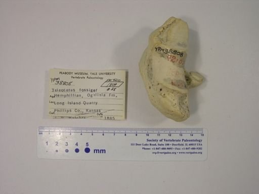 Teleoceras fossiger