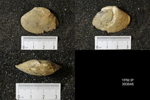 Corbicula?