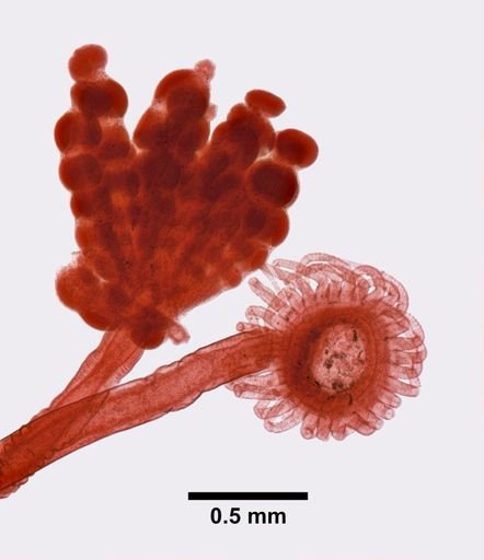 Eudendrium racemosum