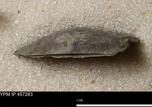 Pholidostrophia iowaensis