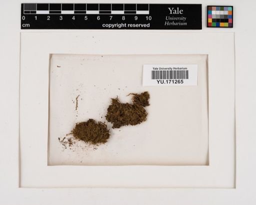 Plantae