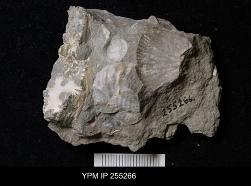 Ammonoidea