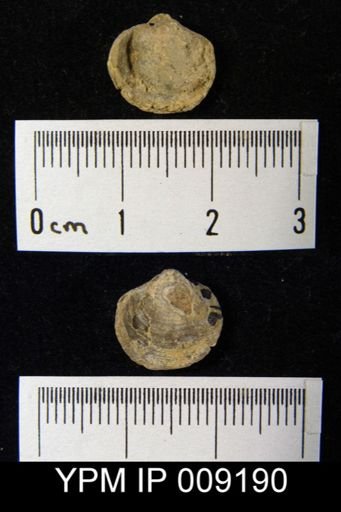 Cleiothyridina orbicularis