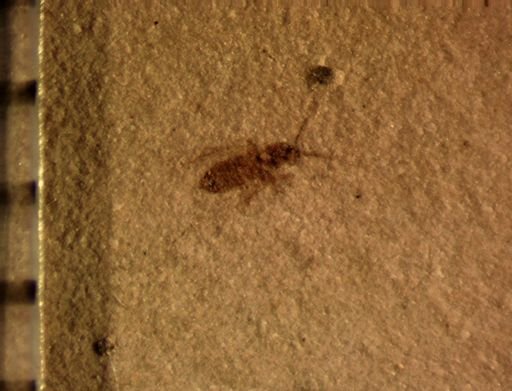 Psocoptera?