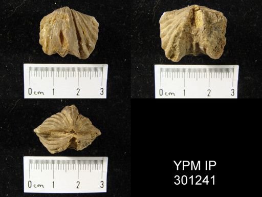 Platystrophia bifurcata