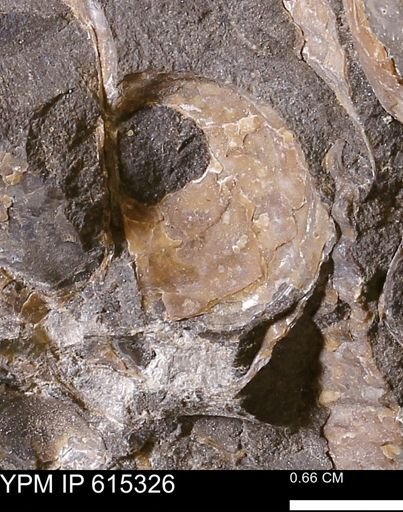 Inoceramus sp.