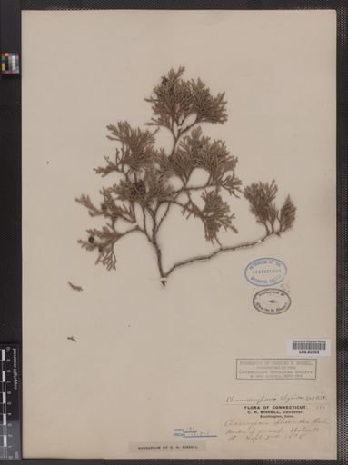 Chamaecyparis sphaeroidea