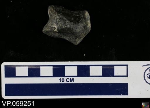 Vertebrata