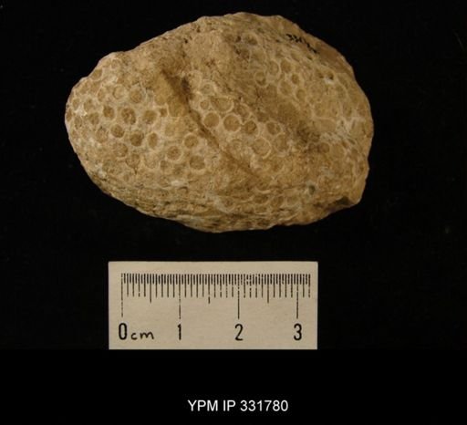 Calapoecia