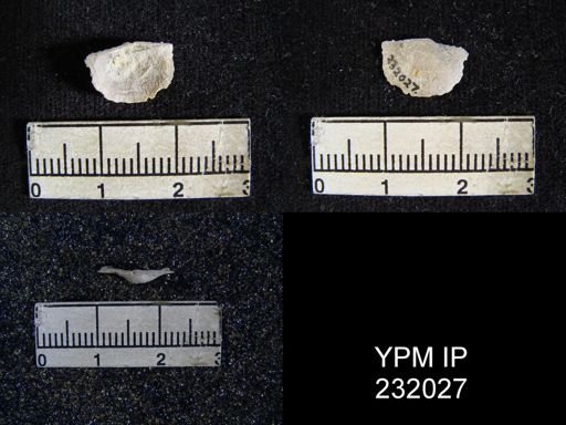 Chonetes granulifer