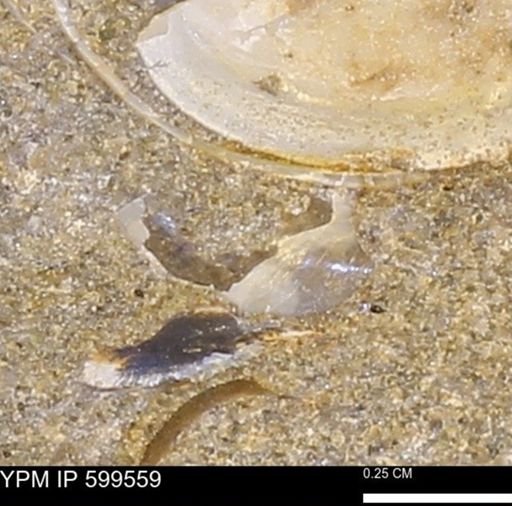 Protocardia subquadrata