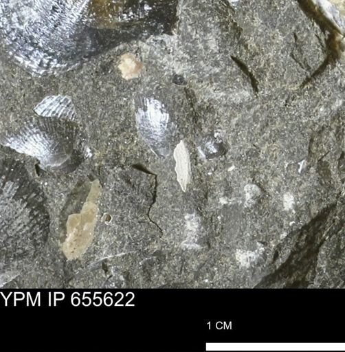 Oxytoma (Hypoxytoma) nebrascana