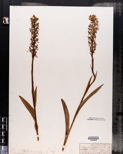 Habenaria