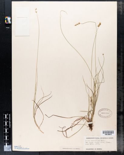Carex retroflexa
