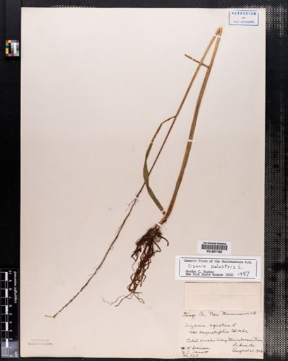 Zizania palustris