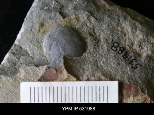 Sedlecilingula sp.