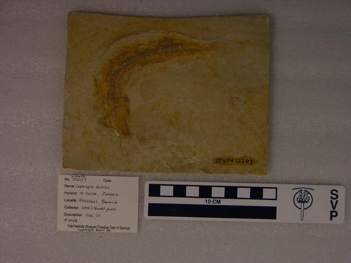 Leptolepis dubius