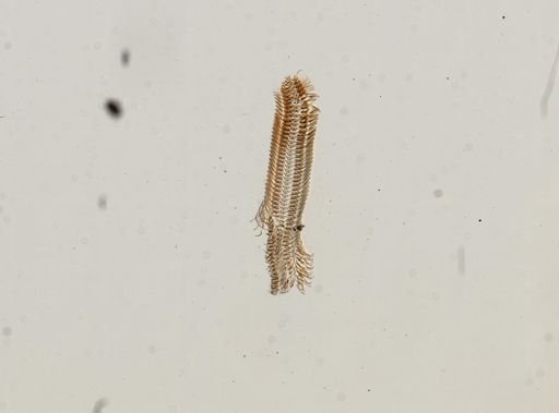 Somatogyrus subglobosus