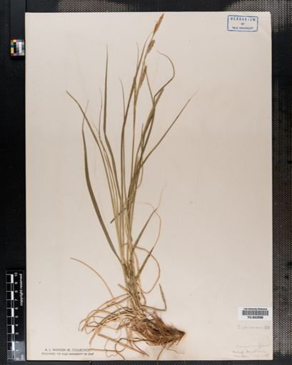 Carex