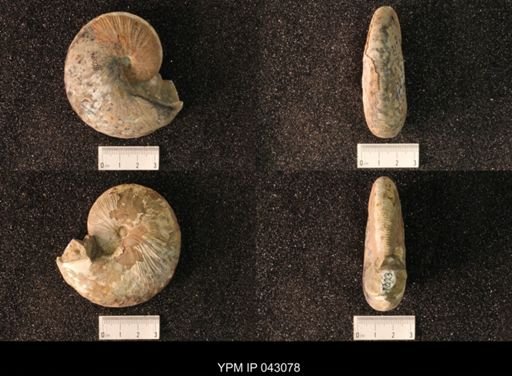 Hoploscaphites nicolletii