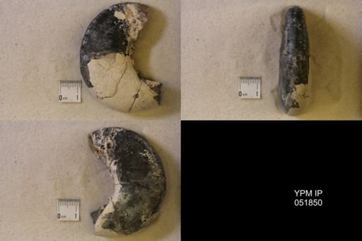 Hoploscaphites nicolletii