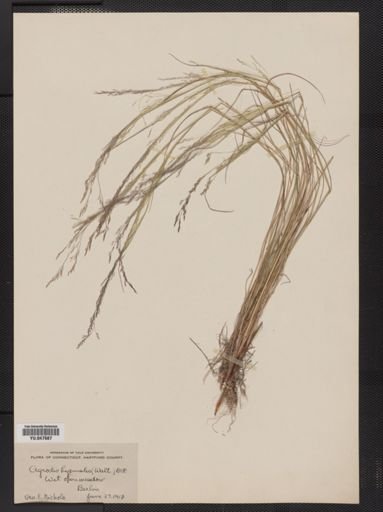 Agrostis scabra