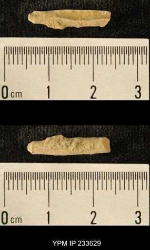 Archaeocidaris sp.