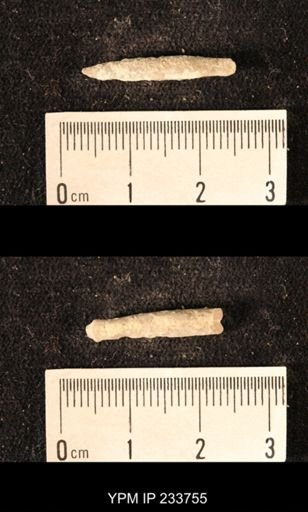 Archaeocidaris sp.