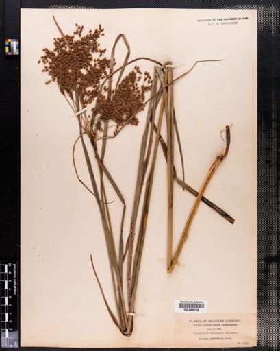 Scirpus pedicellatus