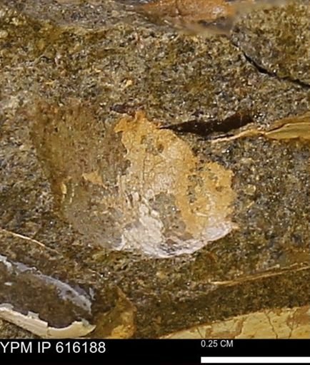 Protocardia subquadrata