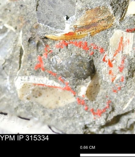 undet. Mollusca