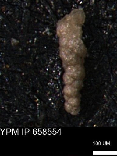 Verneuilinoides kansasensis