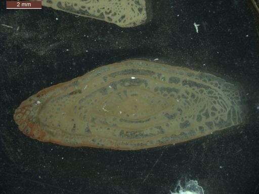 Pseudoschwagerina texana