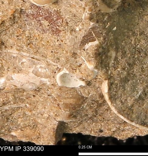 undet. Mollusca