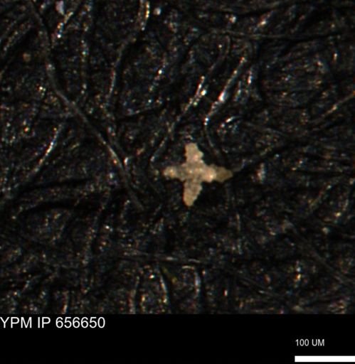 undet. Porifera