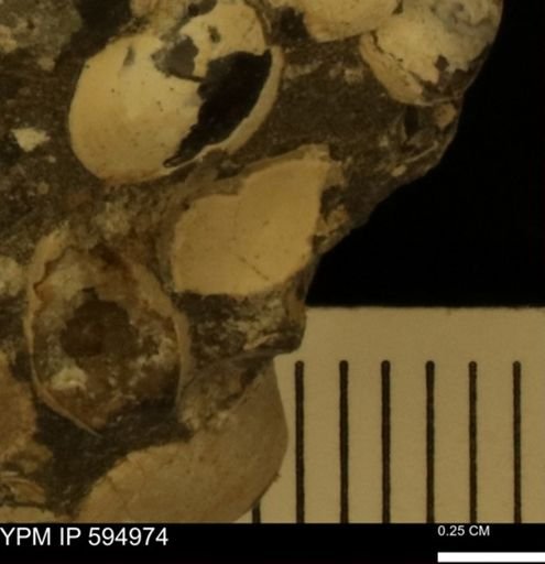 Protocardia sp.