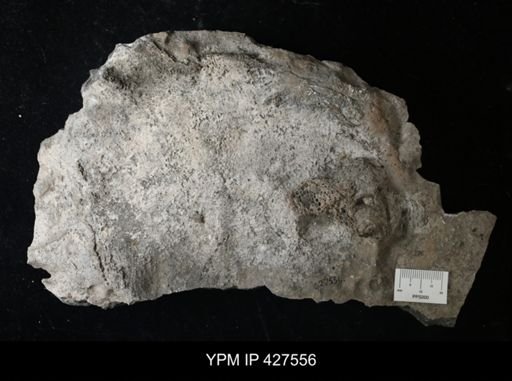 Favosites sp.