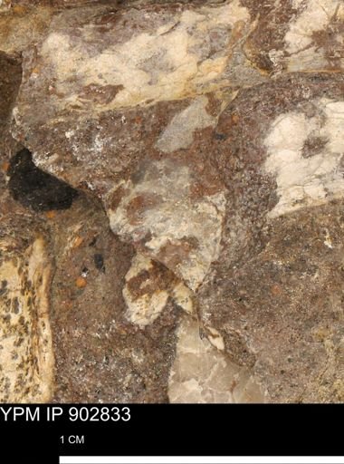 undet. Mollusca