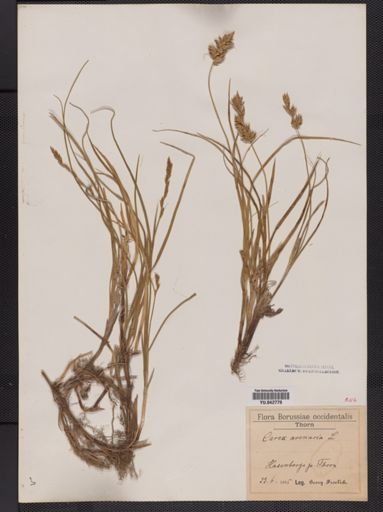 Carex