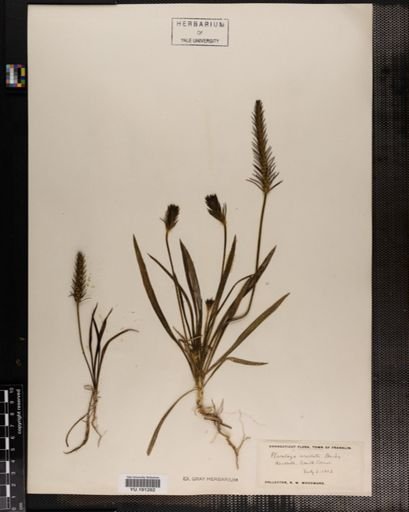 Plantae