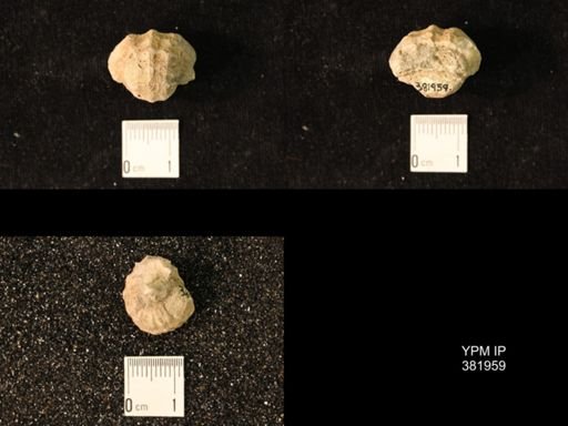 Pharkidonotus percarinatus tricarinatus