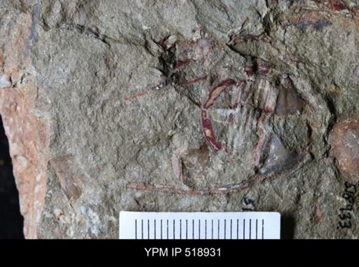 Ampyx sp.