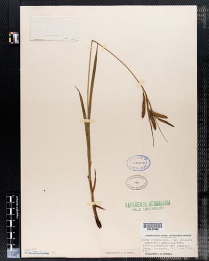 Carex crinita