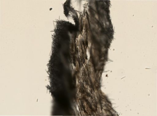 Halichondria sp.