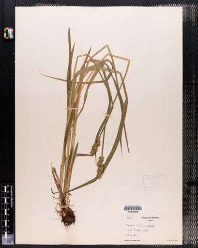Carex stipata