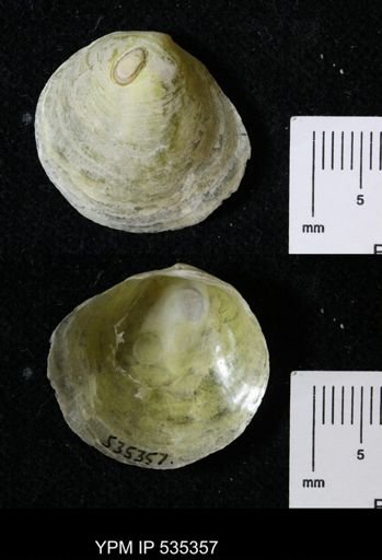 Anomia glabra