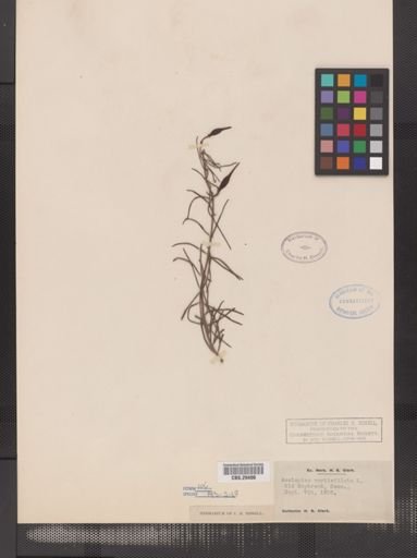 Asclepias verticillata