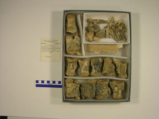 Clidastes sp.