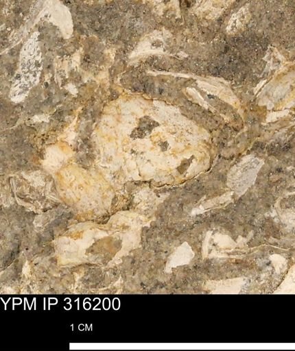 undet. Mollusca